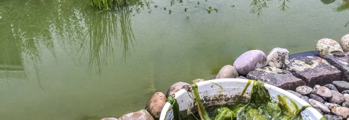 Ein Eimer mit Algen vor einem Teich